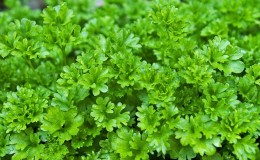 Features of growing parsley in a greenhouse for sale
