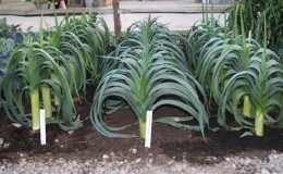 Step-by-step guide to growing leeks from seeds for beginner gardeners