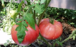 Tomato