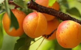 Apricot Sibiryak Baikalova: description of the variety, cultivation features, reviews