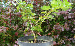 How to properly plant gooseberry seedlings