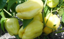 Is it worth growing White Gold pepper: the advantages and disadvantages of the variety