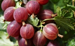 The sweetest and largest gooseberry: description of varieties