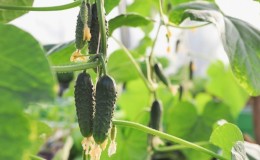 A wonderful hybrid with a telling name - cucumbers 