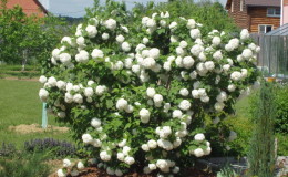 How and what to feed the Kalina Buldenezh in the spring