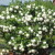 How and what to feed the Kalina Buldenezh in the spring