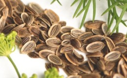 Useful properties of dill seeds and contraindications to their use