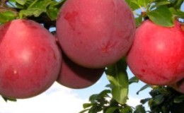 Why is the cherry plum variety July rose good and why it is worth growing