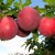 Why is the cherry plum variety July rose good and why it is worth growing