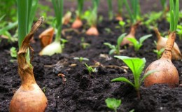 Technology of planting onions before winter: at what depth and distance from each other to plant