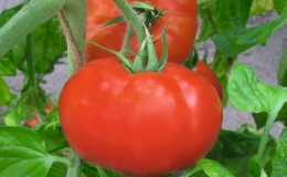 An early ripe hybrid for the southern regions of the country - tomato
