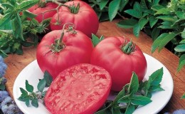 An early ripe variety that you will definitely like - the Pink Dream tomato