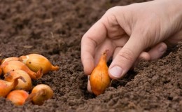 Choosing an onion dressing in spring and applying it correctly to get a rich harvest