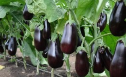 Instructions for growing eggplant from A to Z