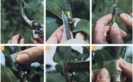 How to cut a pear in the summer: step-by-step instructions and useful tips