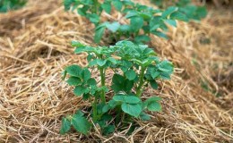 How to properly plant potatoes under straw in the garden