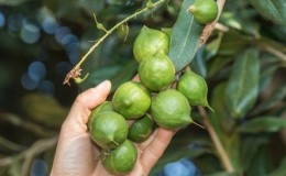 Where and how does macadamia nut grow and how is it used