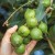 Where and how does macadamia nut grow and how is it used