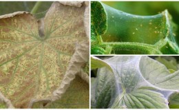 Why does spider mite appear on cucumbers: what to do to overcome the pest and save the crop
