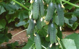 Early ripening cucumbers 
