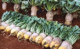 Who needs fodder beets and why, how to grow them correctly, and is it possible for people to eat