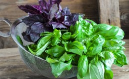 How to store fresh basil in the refrigerator