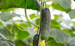 Juicy cucumbers