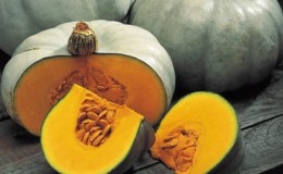 Large-fruited and mid-season pumpkin variety