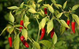 Health Benefits of Cayenne Pepper and How to Grow It Properly