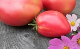 Delicious, sweet and juicy tomatoes