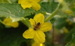 What is barren flowers on cucumbers and features of its treatment that you may not know about