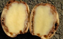 What is ring rot of potatoes and methods of dealing with it