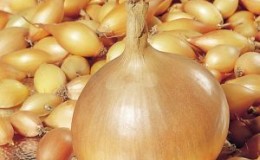 Unpretentious hybrid of domestic onion 