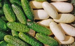 Exotic in your beds - white cucumbers: varieties, cultivation features and differences from green