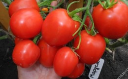 Unpretentious tomato