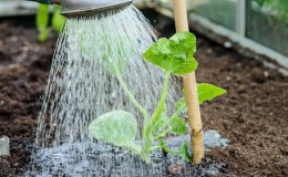 How to water cucumbers in a polycarbonate greenhouse: instructions and basic rules