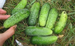 Early ripe cucumbers