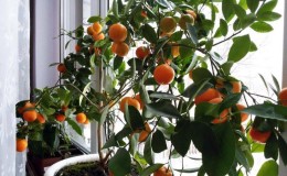 The best food for the tangerine tree at home