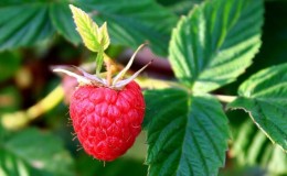 How and when to collect currant and raspberry leaves for drying for the winter