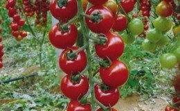 Long lashes strewn with delicious tomatoes -