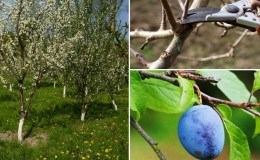 Step-by-step instructions for pruning plums in the summer with your own hands