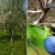 Step-by-step instructions for pruning plums in the summer with your own hands