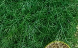How to quickly germinate dill seeds and how to process them to accelerate the germination of greens