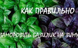 How to properly freeze basil for the winter: a selection of the best ways