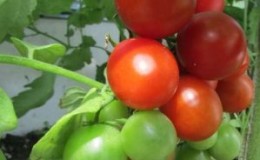 Unpretentious in care, but at the same time generous for the harvest tomato