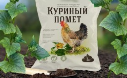 Rules for feeding cucumbers with chicken droppings in the open field and in the greenhouse