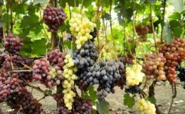 Recommendations from experienced winegrowers: is it possible to plant different grape varieties nearby and what are the benefits and harms of this