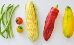 How to distinguish feed corn from food corn and the uses of both types