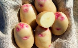 Unique looking and great tasting Picasso potato from Holland