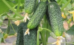 Stably productive and time-tested cucumber